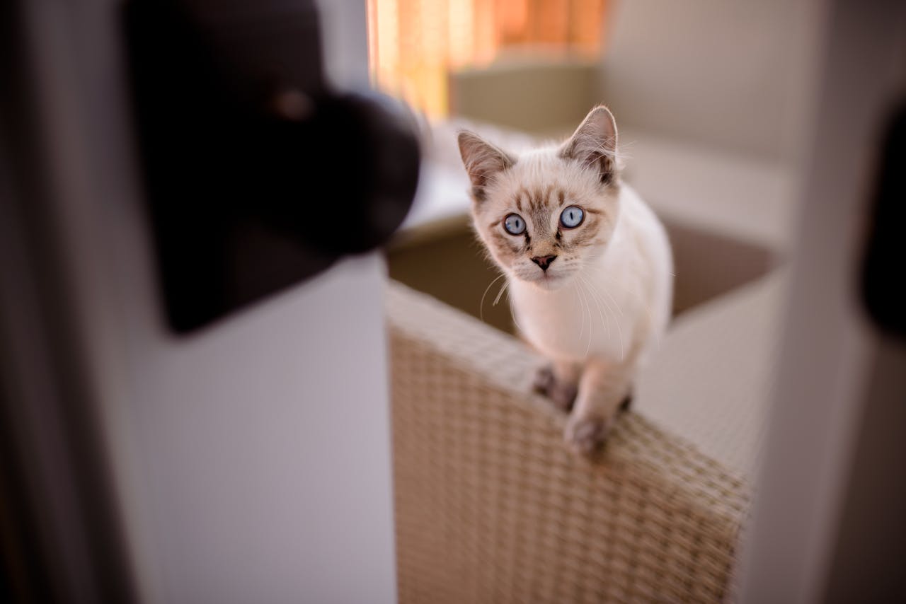 Home Cute Siamese cat with blue eyes relaxing indoors on a sofa.