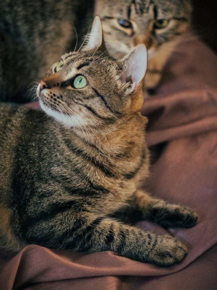Home Intimate close-up of two tabby cats with striking green eyes on a soft purple blanket.