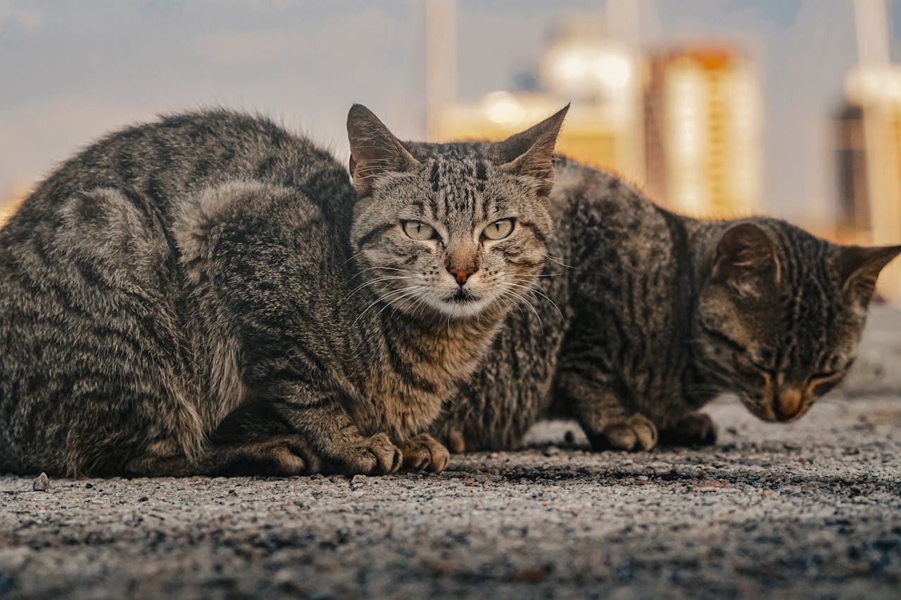 Home Two adorable tabby cats relax outdoors in Venice, Italy. Perfect for pet lovers and urban wildlife themes.