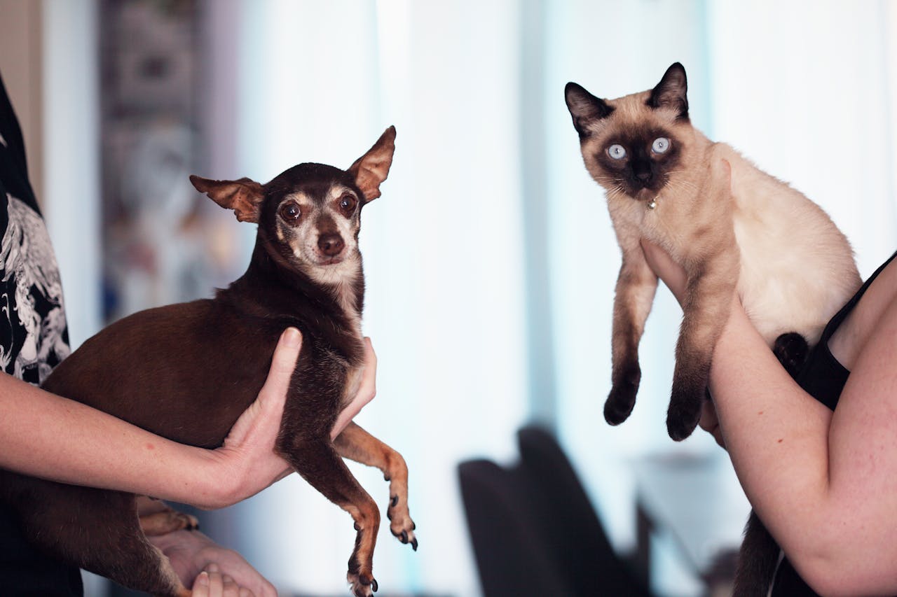 Offerings Chihuahua dog and Siamese cat being held indoors by their owners, capturing a cute pet moment.