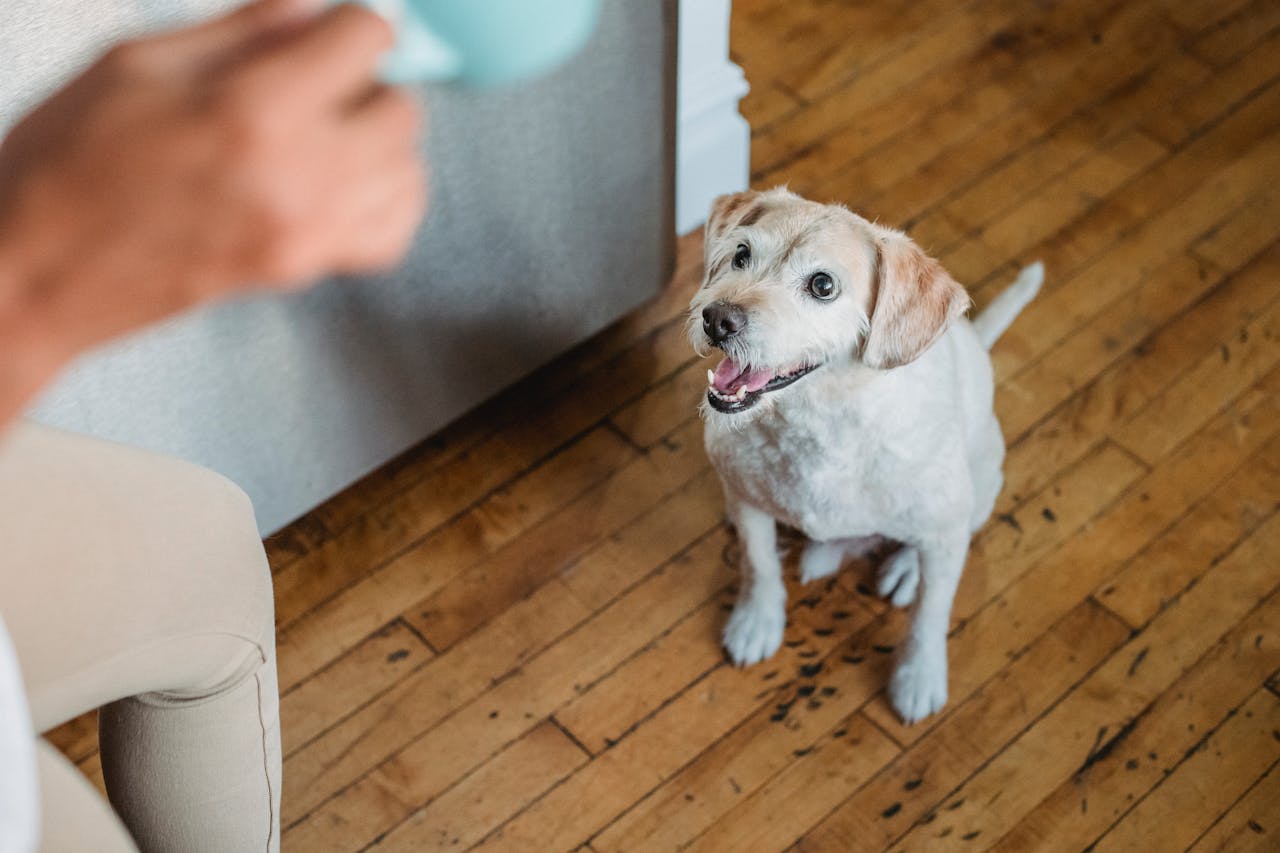 Home High angle of funny curious Labrador Retriever sitting on floor near crop anonymous female owner
