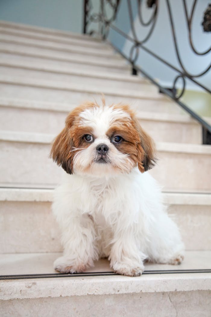 Offerings Charming Shih Tzu puppy sitting indoors on staircase, showcasing its fluffy coat and cute expression.