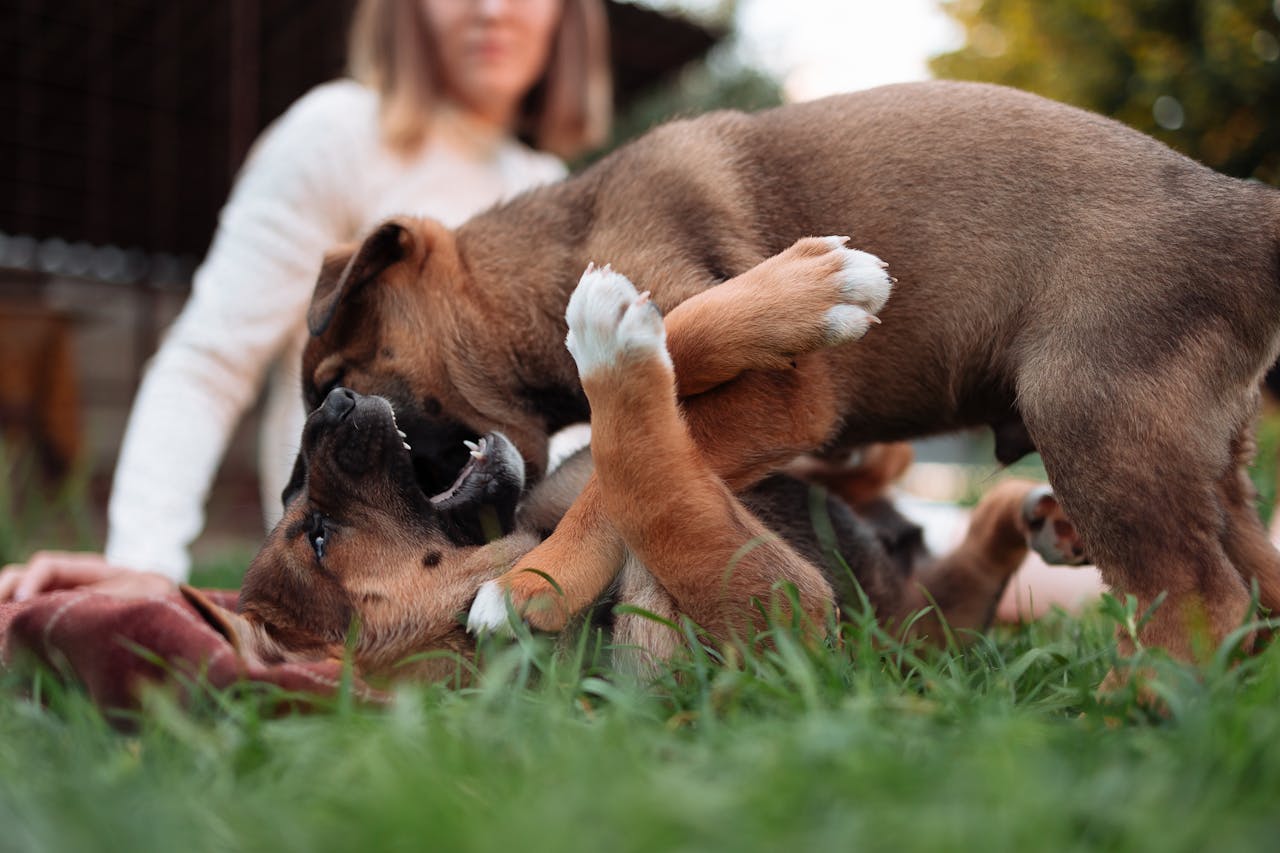 Home Two puppies playing energetically on a lawn, capturing a moment of playful energy.